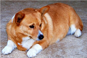 Adult Corgi