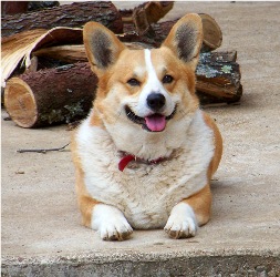 Adult Corgi