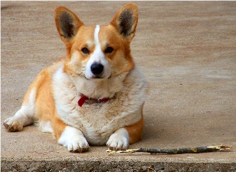 Adult Corgi