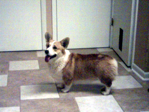 Adult Corgi