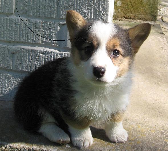 Adult Corgi
