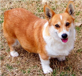 Adult Corgi