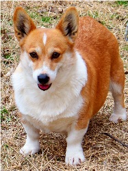 Adult Corgi