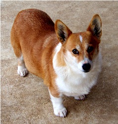 Adult Corgi