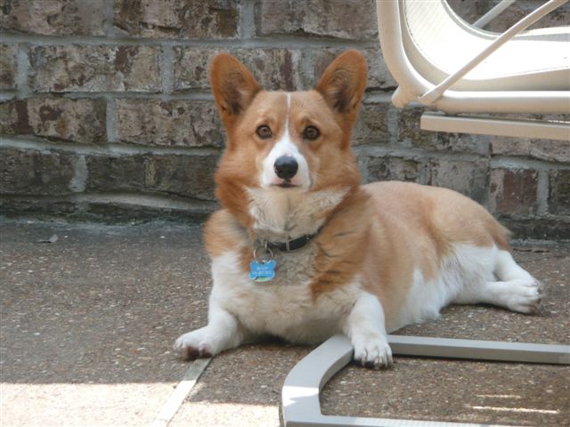 Buddy - Corgi in Memphis, Tennessee Buddy - Corgi in Memphis, Tennessee