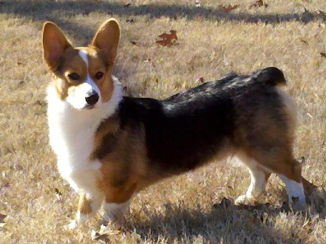 Monk - Corgi in Olive Branch, Mississippi Monk - Corgi in Olive Branch, Mississippi