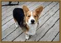Past Corgi Puppies
