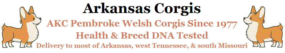 Arkansas Corgis: AKC Pembroke Welsh Corgi Puppies